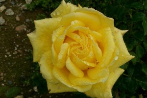 GOOD OL  DAVE (hybrid tea)